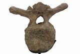 Triceratops Caudal Vertebra on Metal Stand - Wyoming #242360-5